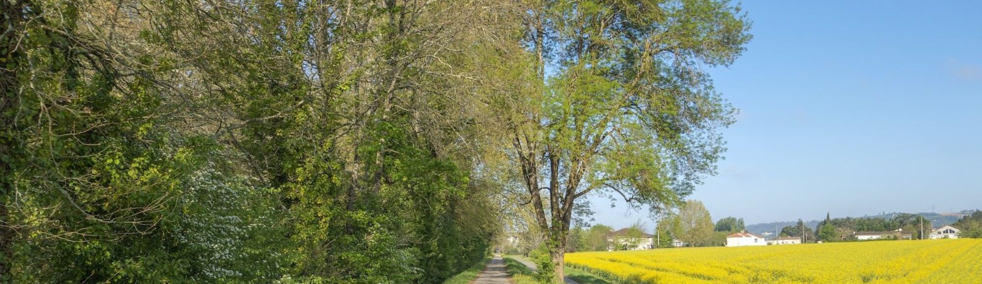 a person riding a motorcycle on a dirt road surrounded by yellow flowers